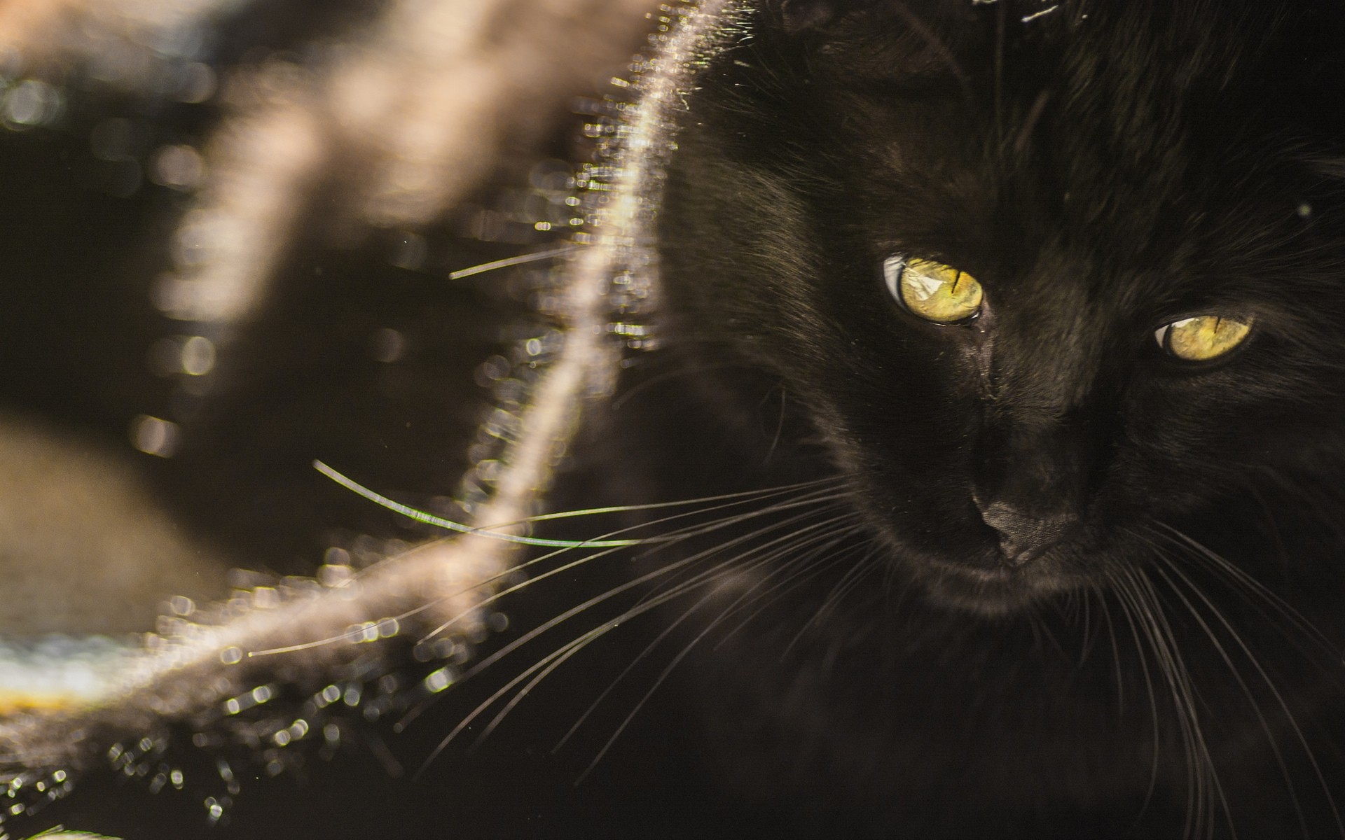 chats chat portrait oeil animal mignon fourrure nature mammifère un animal de compagnie cheveux chat noir