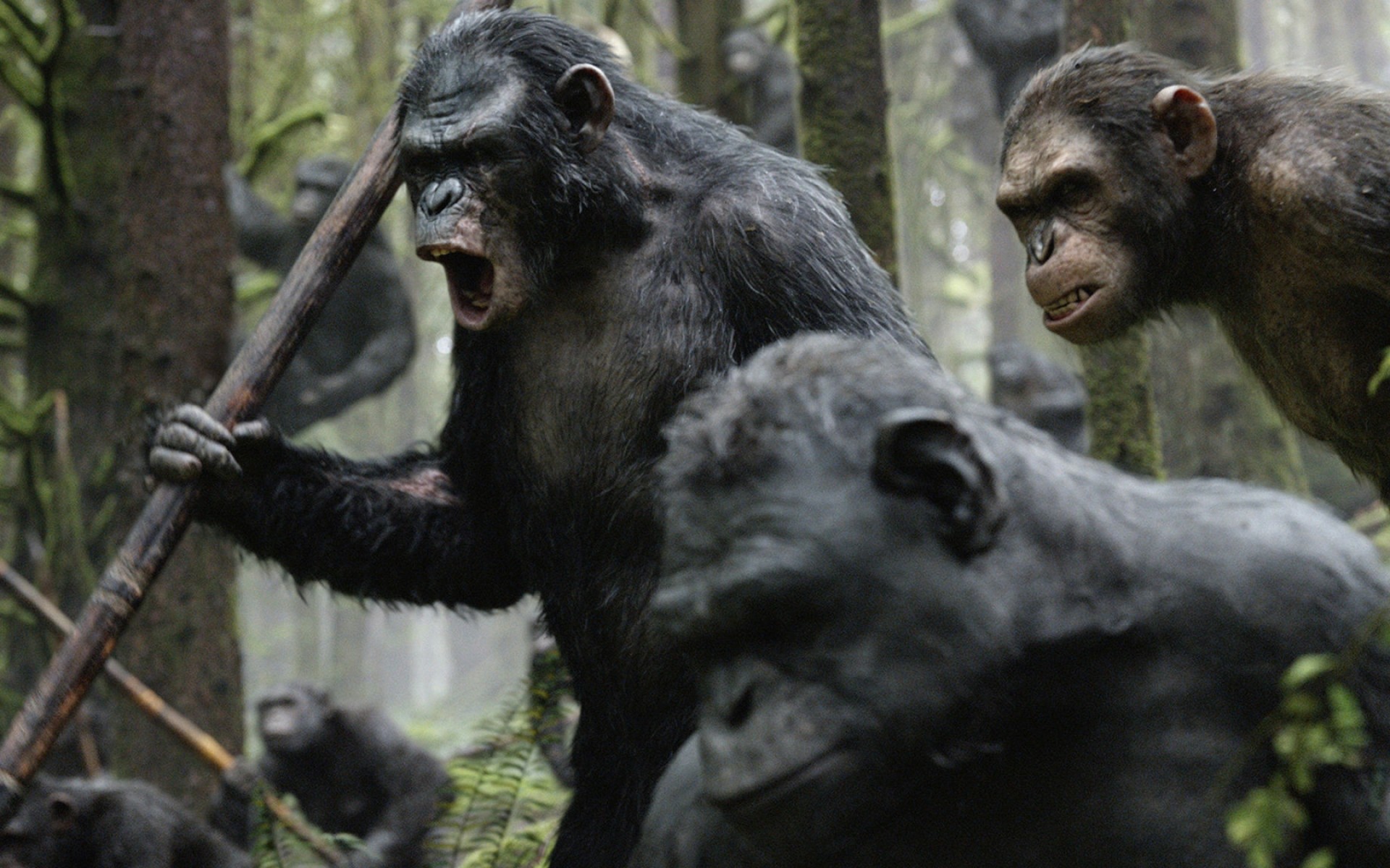 filme säugetier vorsteher krümmen affe tierwelt schimpanse zoo holz gorilla wild fell regenwald natur behaart park kampf wald böse