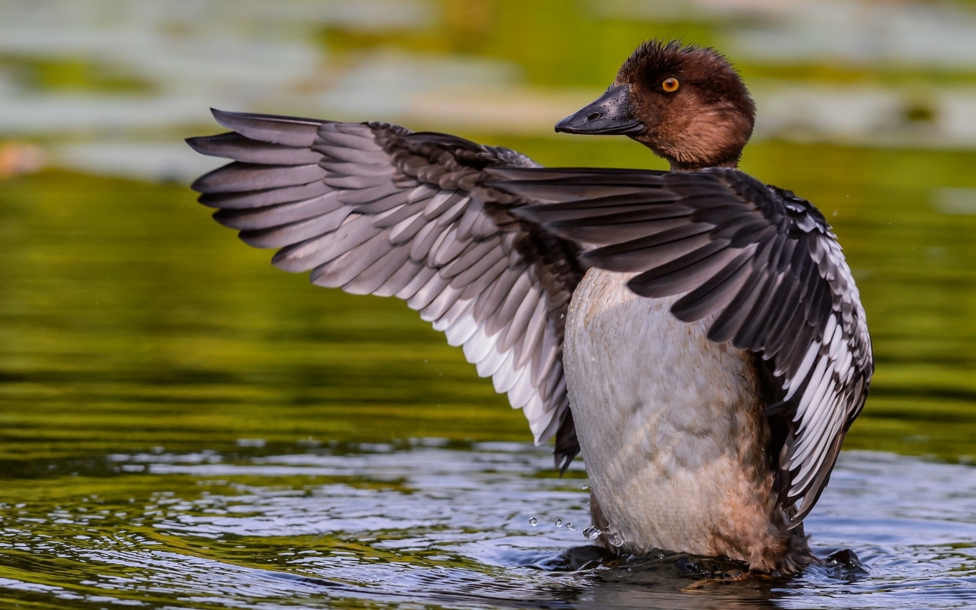 duck bird pool wildlife waterfowl lake water swimming nature reflection avian feather poultry animal outdoors goose beak wings