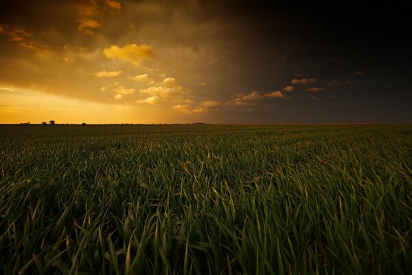 Campo di grano al tramonto