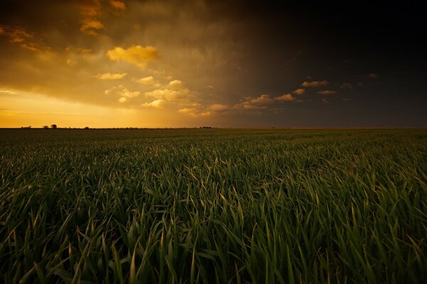 Pole kukurydzy o zachodzie słońca
