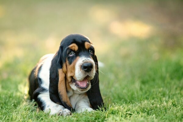 The dog smiles sitting on the grass