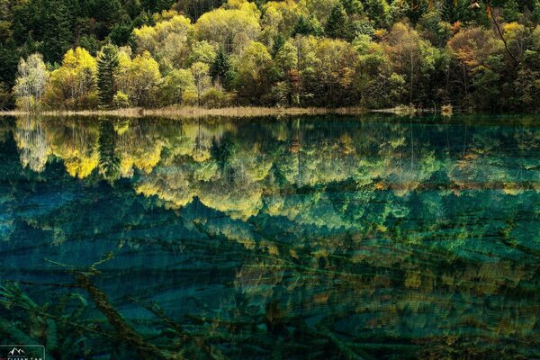 Reflejo del bosque verde en agua clara