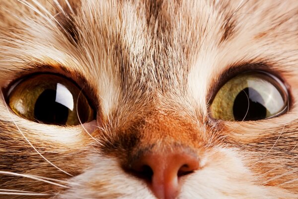 A cat s face with a nose and eyes