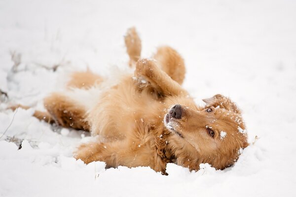 Cão marrom brincando na neve