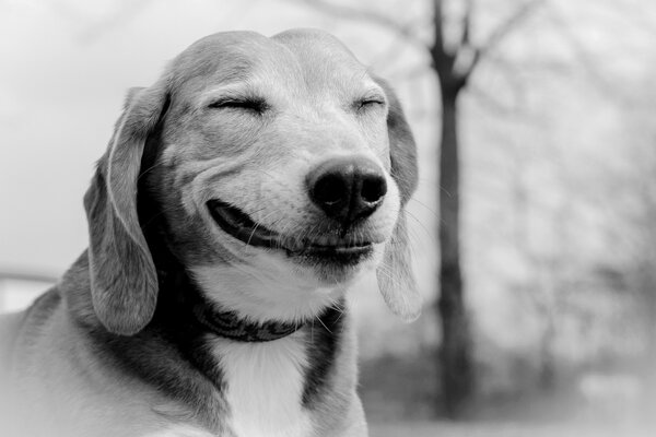 A smiling dog in a black and white photo