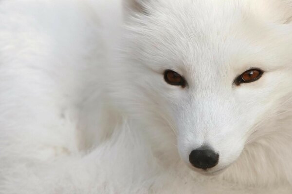 Renard Arctique blanc avec des yeux rusés