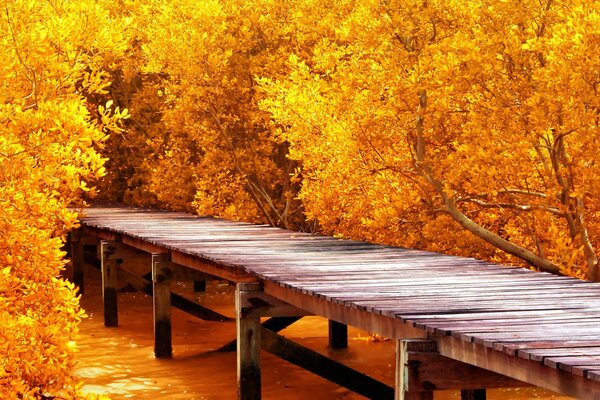 Árboles de otoño con hojas en el puente