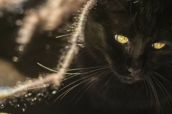 Ritratto di un gatto nero con occhi sorprendenti