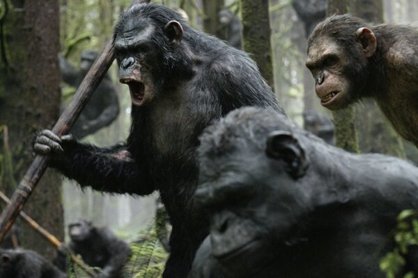 Beaucoup de singes maléfiques dans la forêt