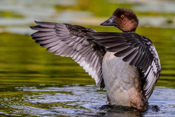 Duck swims in the pond