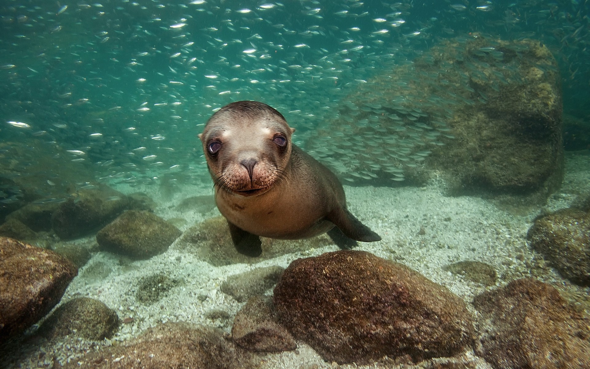 animales bajo el agua océano peces natación mar agua marina vida silvestre buceo