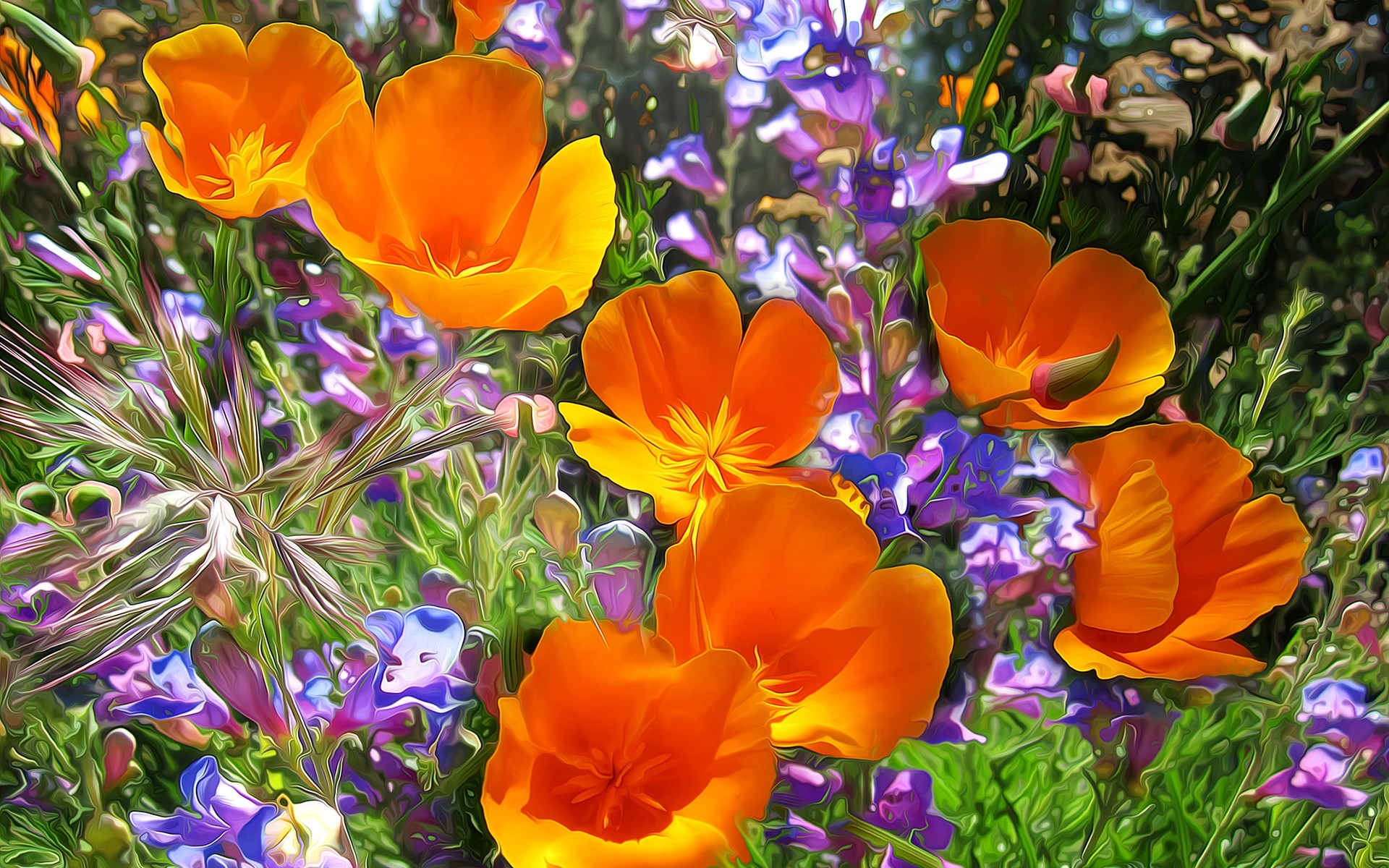 çiçekler çiçek doğa flora bahçe yaz yaprak çiçek renk tarla çiçeklenme taçyaprağı parlak çimen buket mevsim turuncu. maki