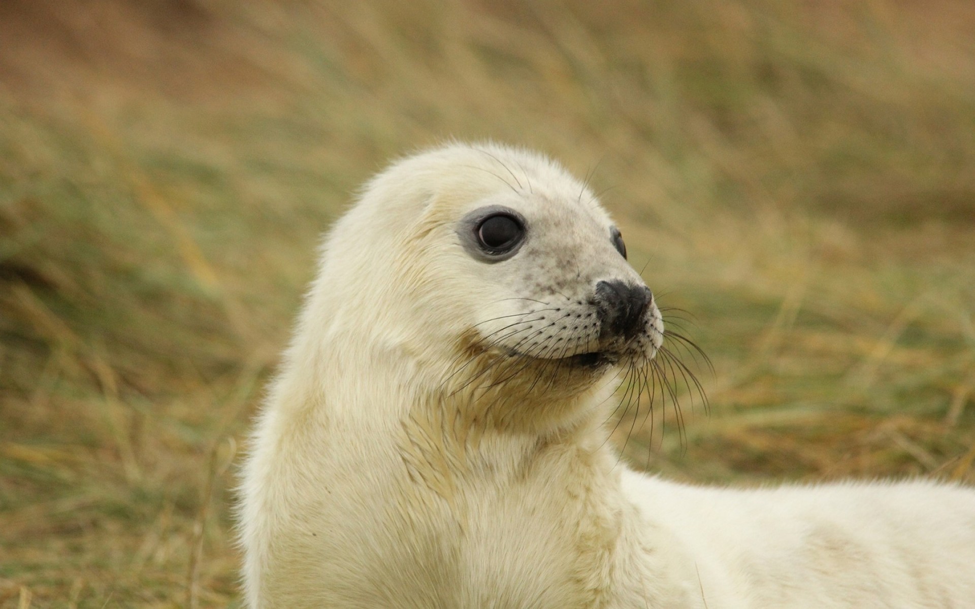 animals mammal wildlife animal nature cute fur grass zoo wild seal baby