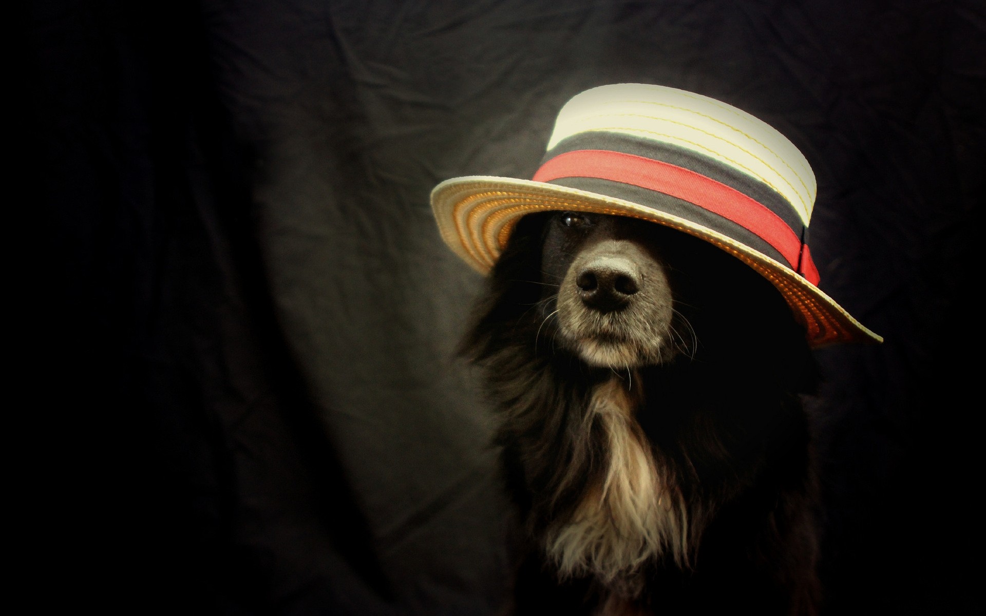 dogs lid veil one portrait wear