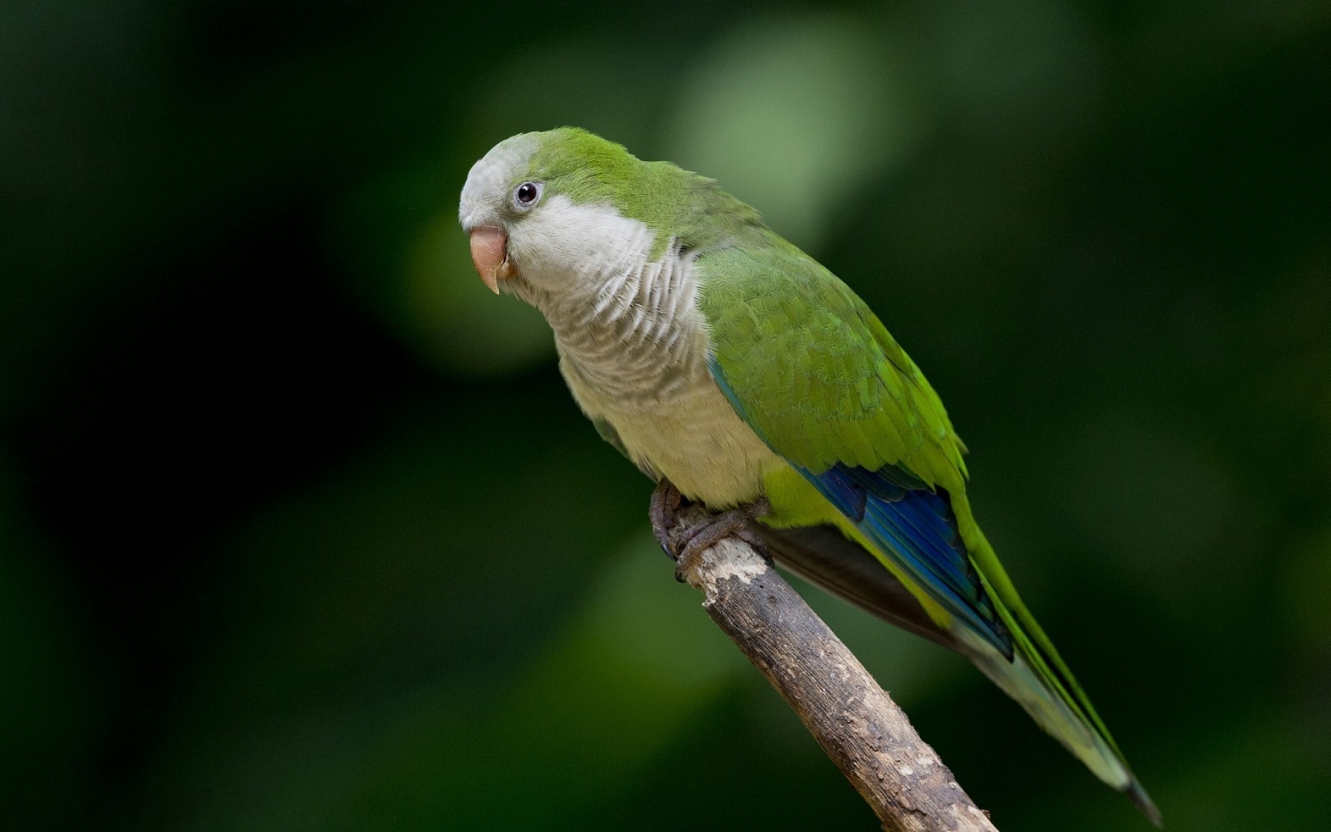 loro pájaro vida silvestre tropical naturaleza salvaje