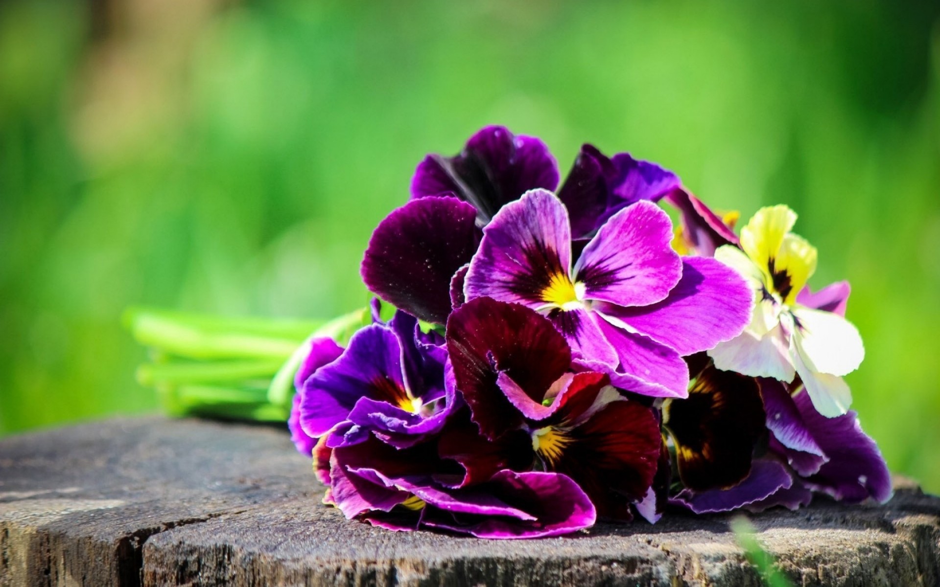 flores flor natureza jardim flora folha floral pétala verão blooming cor close-up bela violet brilhante temporada parque ao ar livre crescimento buquê pansy primavera