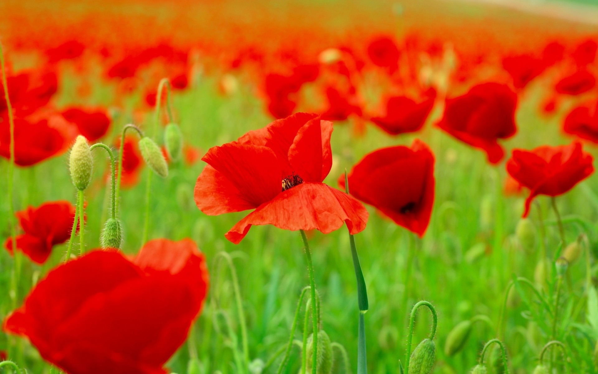 flowers field nature flower poppy summer flora grass hayfield garden floral leaf growth bright petal outdoors fair weather color blooming sun red poppies