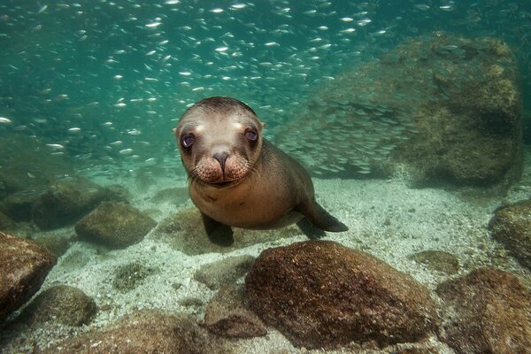 Schönheit und Tiere der Unterwasserwelt