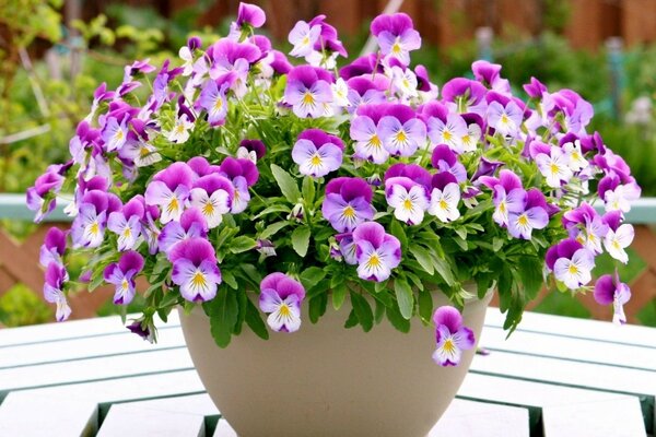 A pot of cornflower flowers in a vase on the table