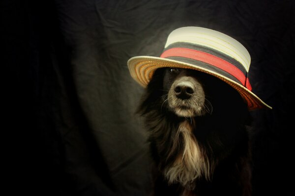 Стильна собака в капелюсі шпалери