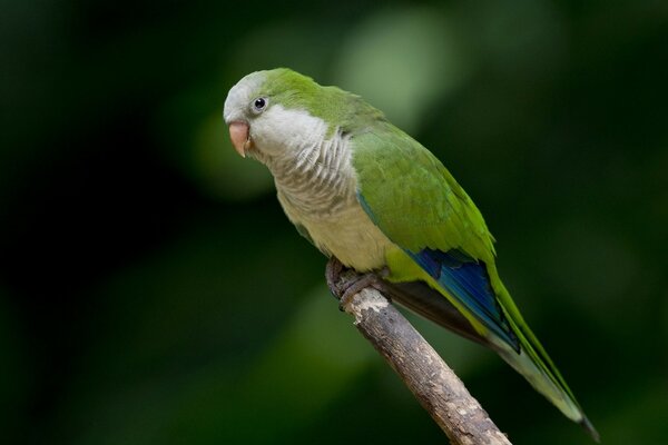 Loro verde en una rama de árbol