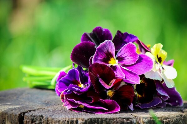 A bouquet of purple pansies on a stump