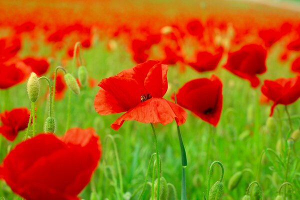 A field of bright red poppies