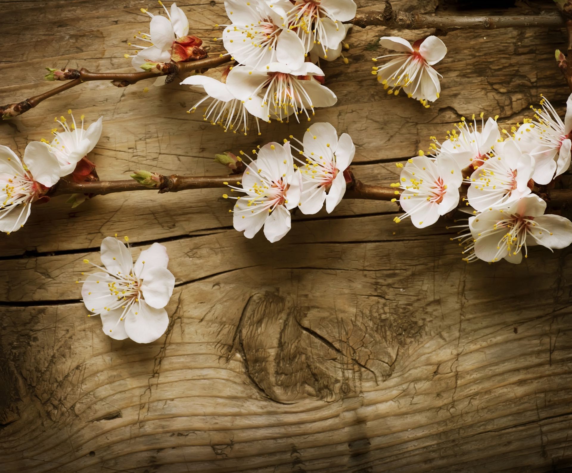 çiçekler çiçek paskalya doğa dekorasyon çiçek petal flora çiçek açan natürmort güzel kiraz renk yaprak ahşap ağaç bahçe