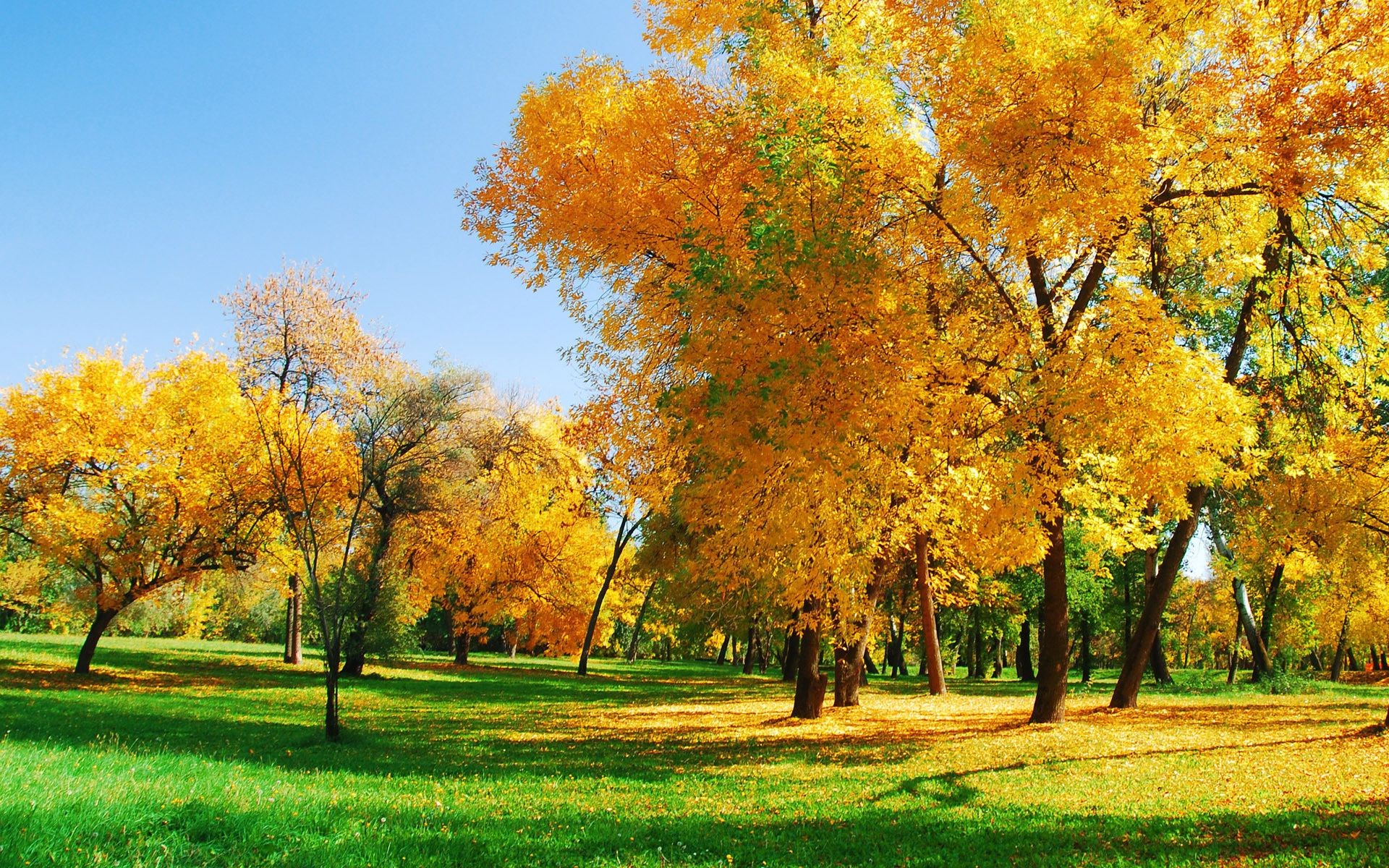 树木 秋天 树 叶 季节 公园 景观 自然 乡村 分支 明亮 枫树 好天气 乡村 黄金 木材 场景 草 景观 环境 风景