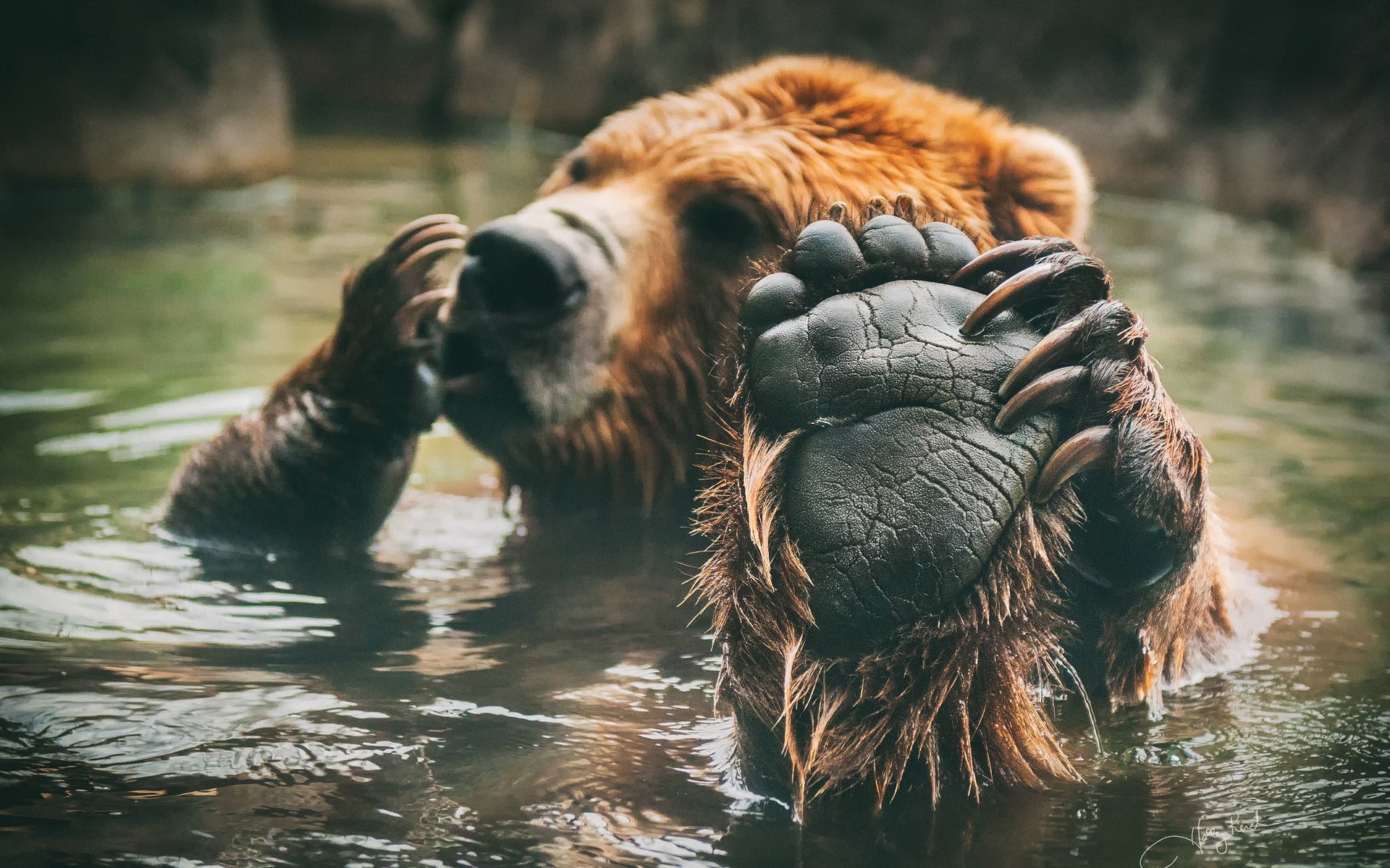 tiere säugetier tierwelt wasser tier natur im freien wild fluss zwei gefahr zoo groß eins porträt schwimmbad braunbär baden