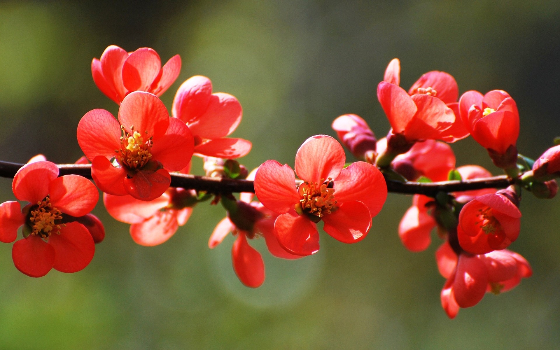 printemps nature fleur jardin flore arbre branche feuille croissance à l extérieur bluming été couleur lumineux floral pétale fleurs rouges fleurs