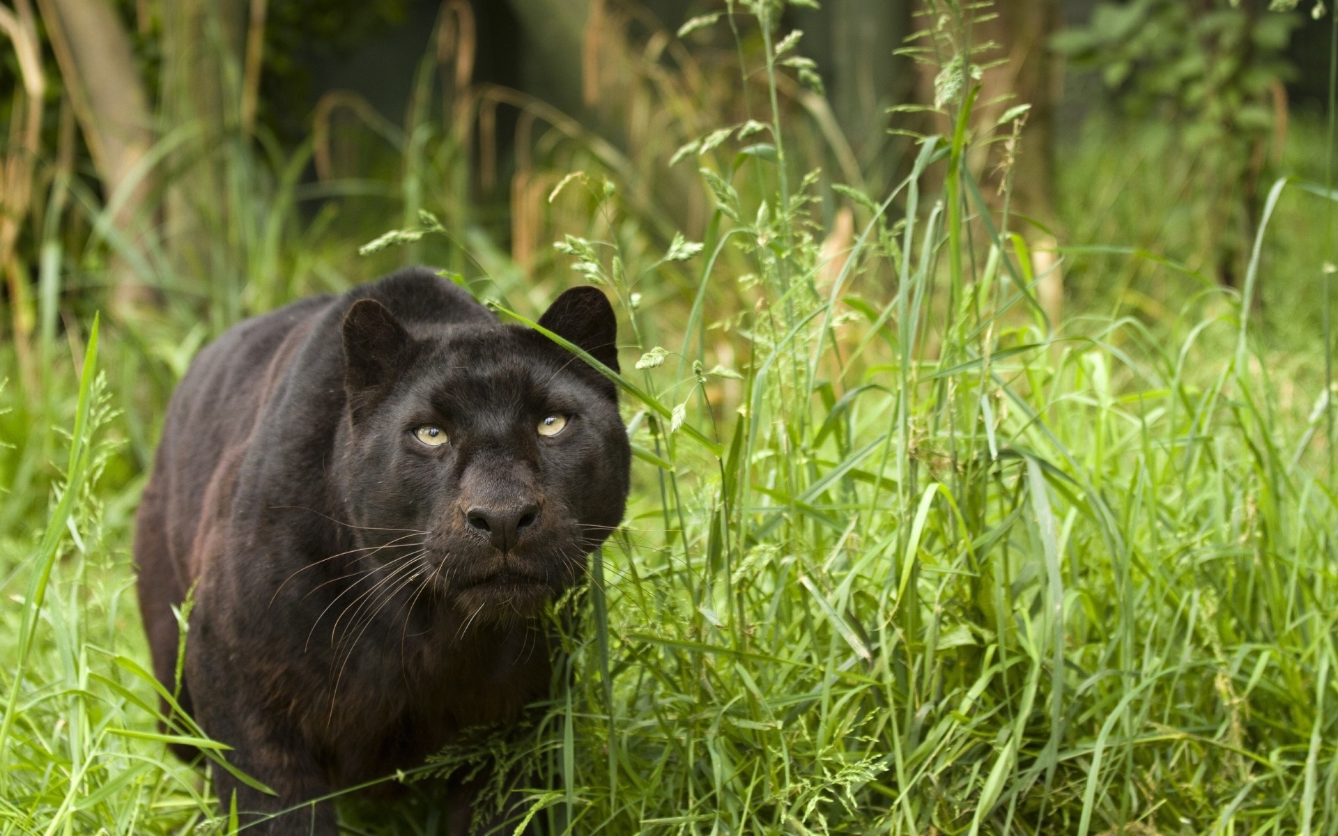 animais grama natureza mamífero vida selvagem ao ar livre selvagem animal gato baitfish músculo