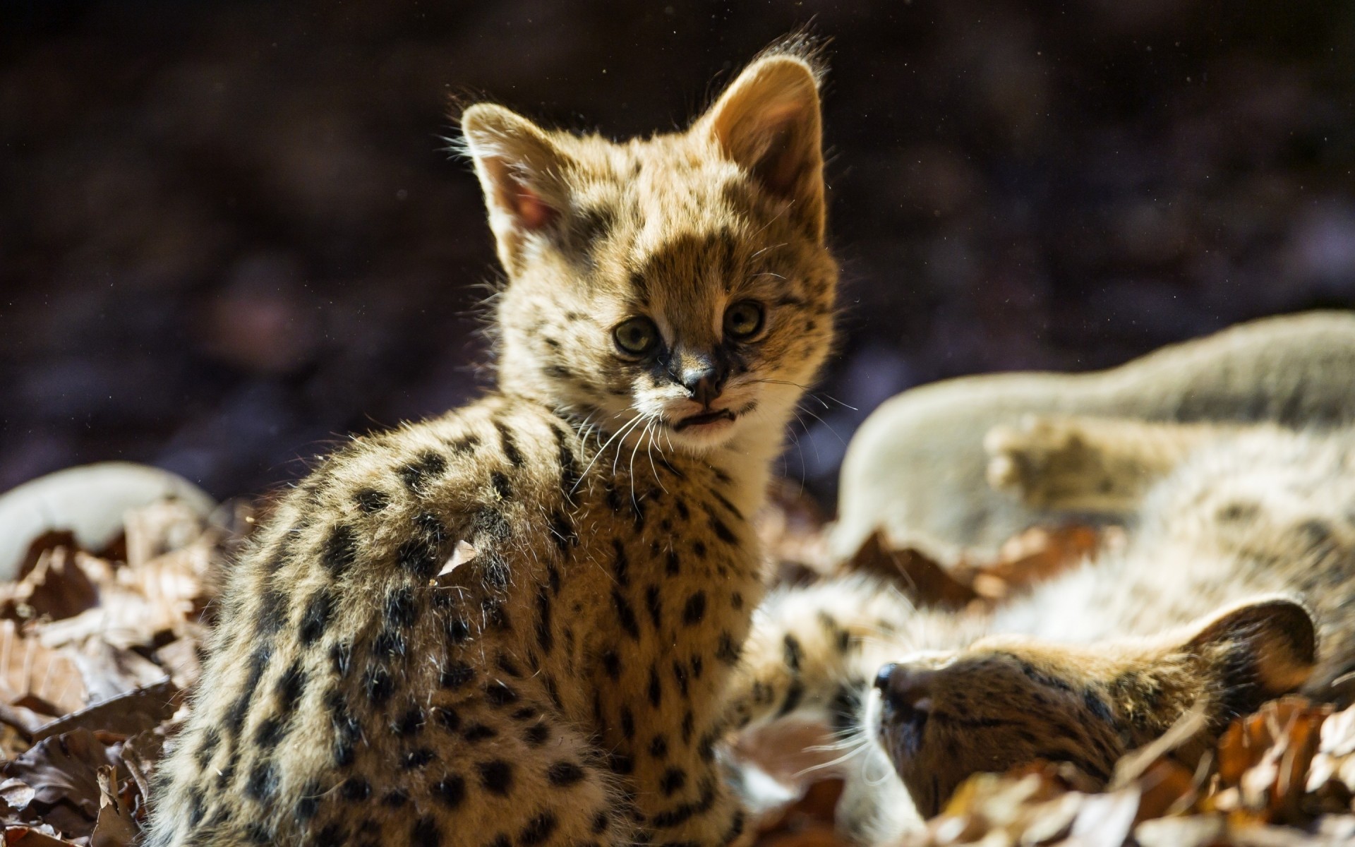 tiere säugetier tierwelt natur tier niedlich im freien pelz katze wild wenig jaguar kind wolf kätzchen