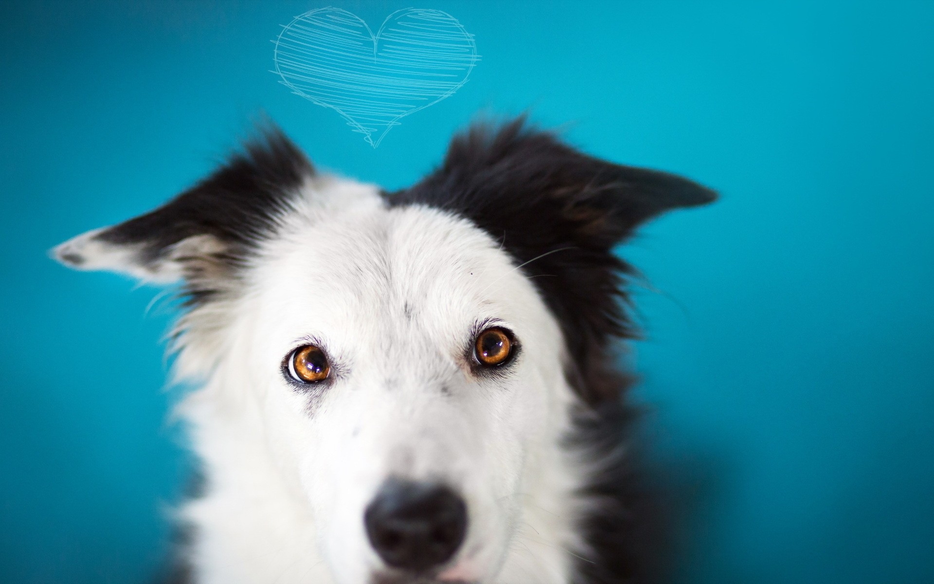 cani cane mammifero carino animale animale domestico ritratto singolo piumino