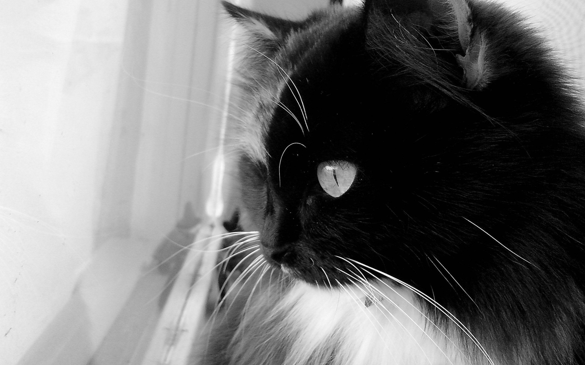 cats cat portrait kitten eye monochrome pet domestic animal cute fur grey young downy hair nose sleep one whisker studio staring window curious loafer