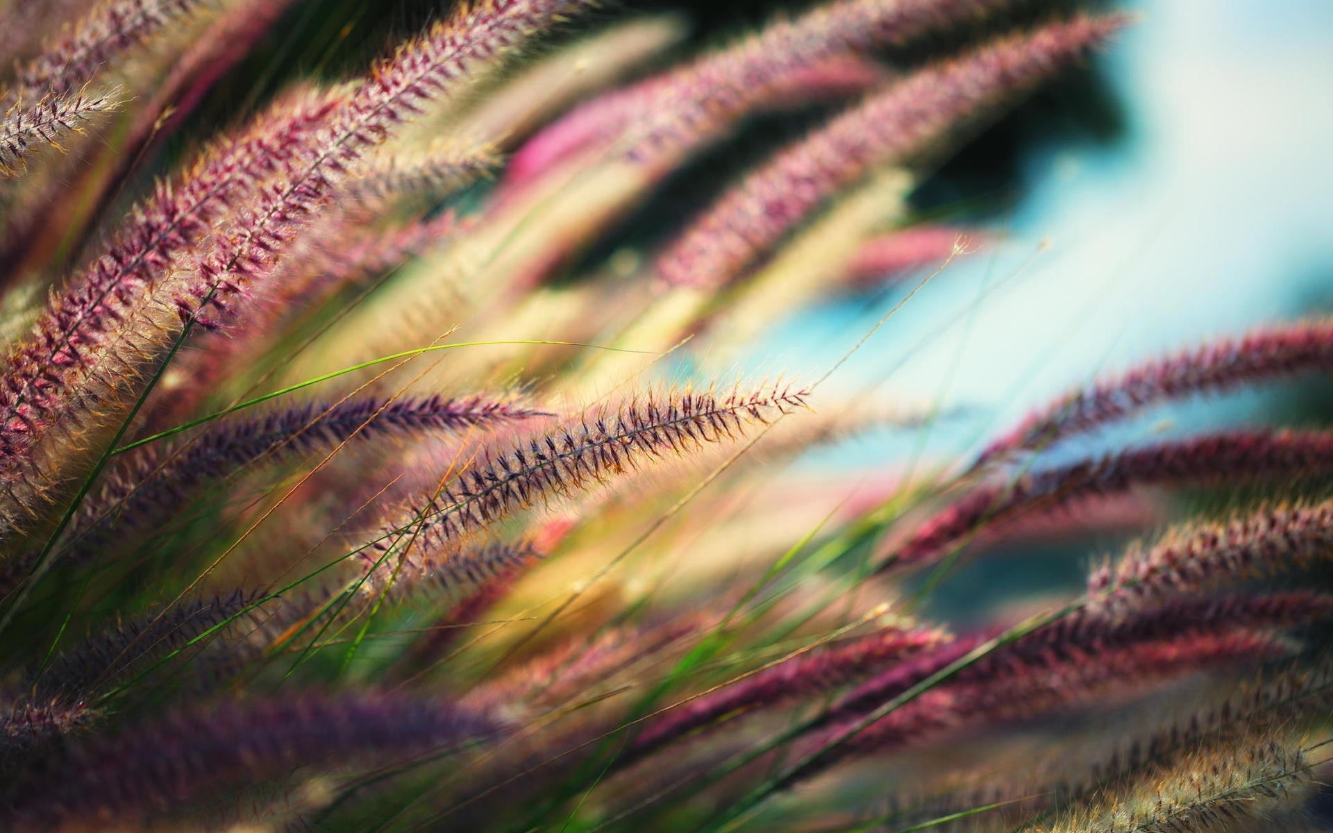 bitkiler doğa renk su deniz flora açık havada okyanus sualtı masaüstü yakın çekim ışık parlak güzel bahçe çimen spikelets