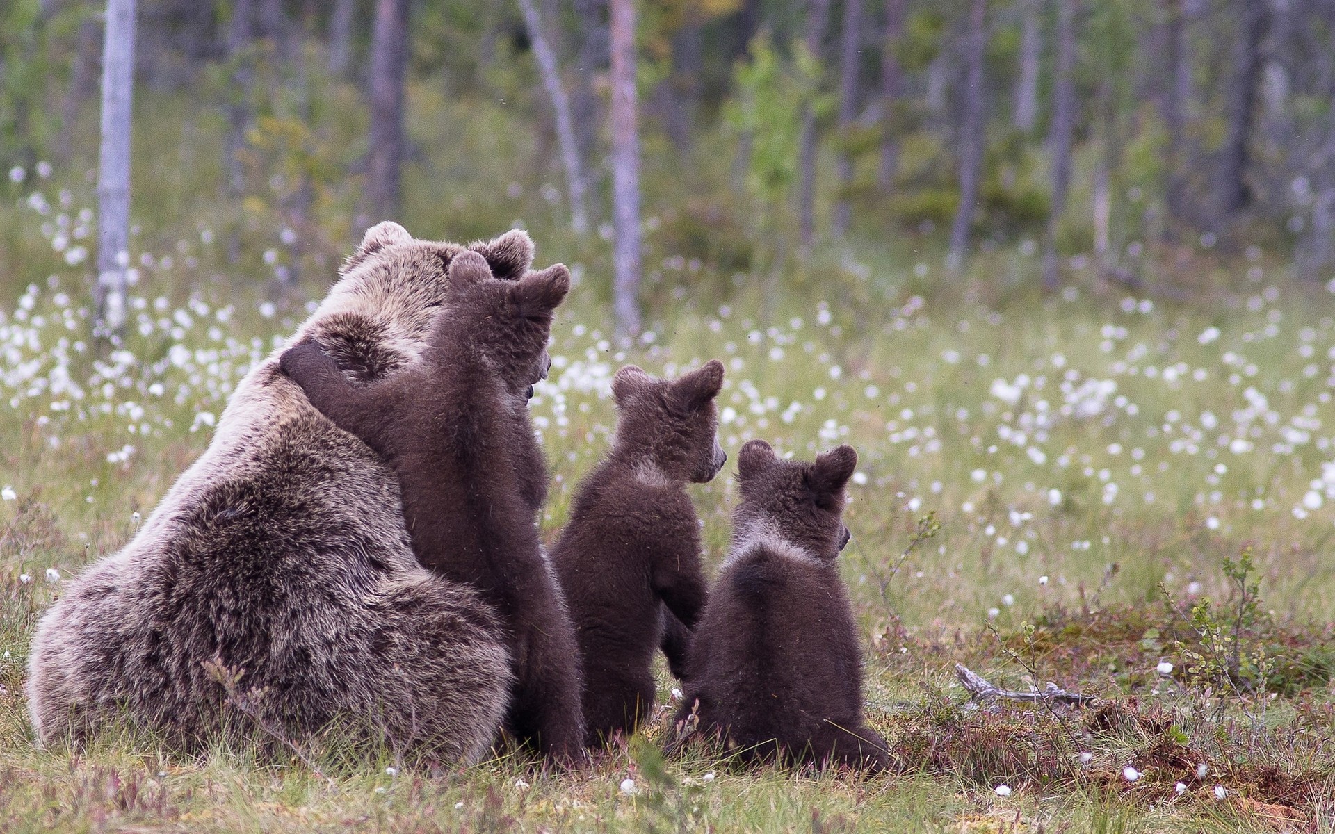 animales mamífero vida silvestre al aire libre hierba naturaleza luz del día pelaje salvaje oso pardo familia