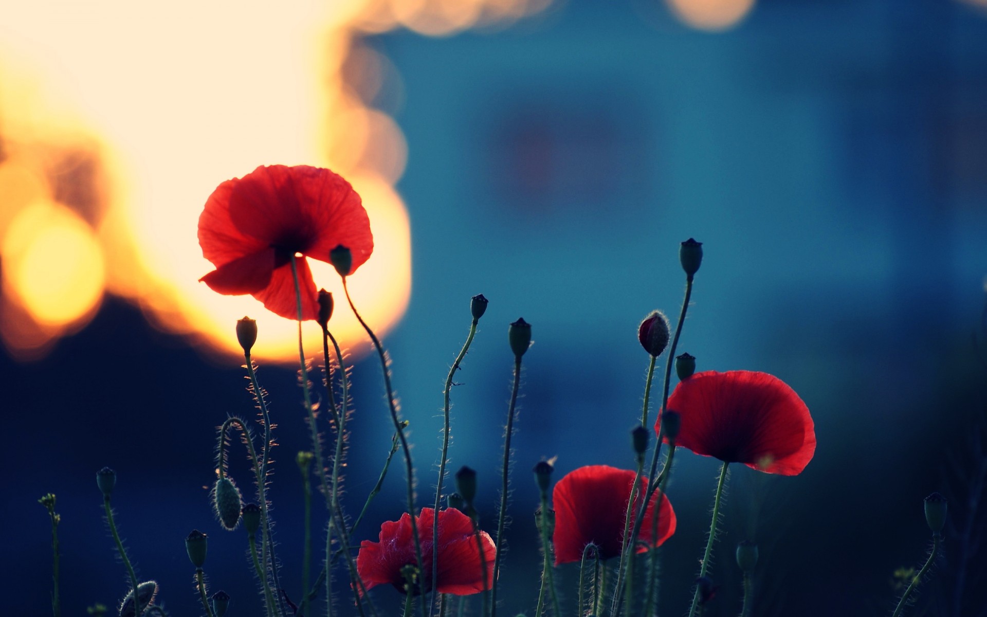 flowers poppy flower nature flora blur sun summer outdoors color growth bright fair weather close beautiful red lights