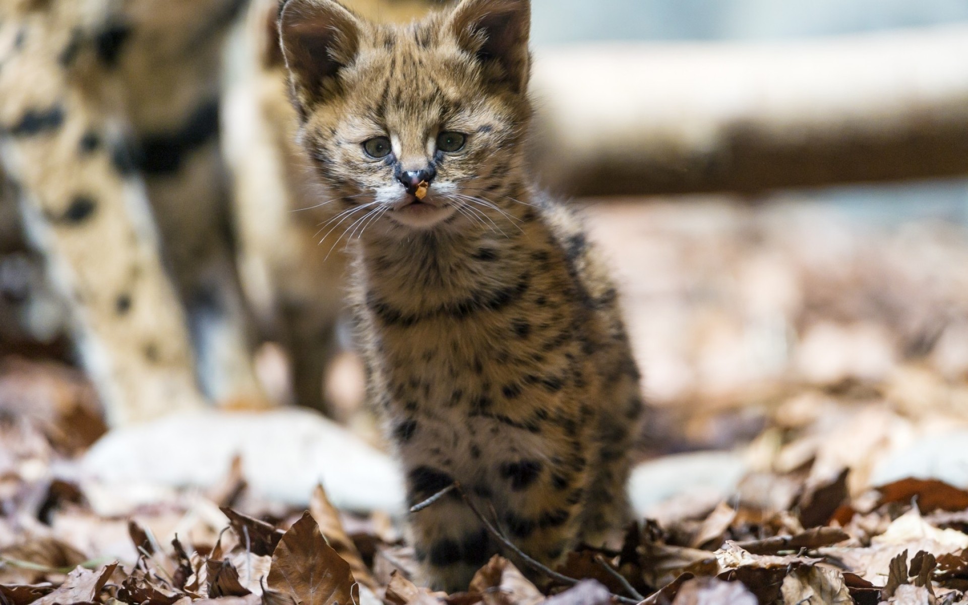 animaux nature faune en plein air mammifère chat jaguar enfant petit loup chaton