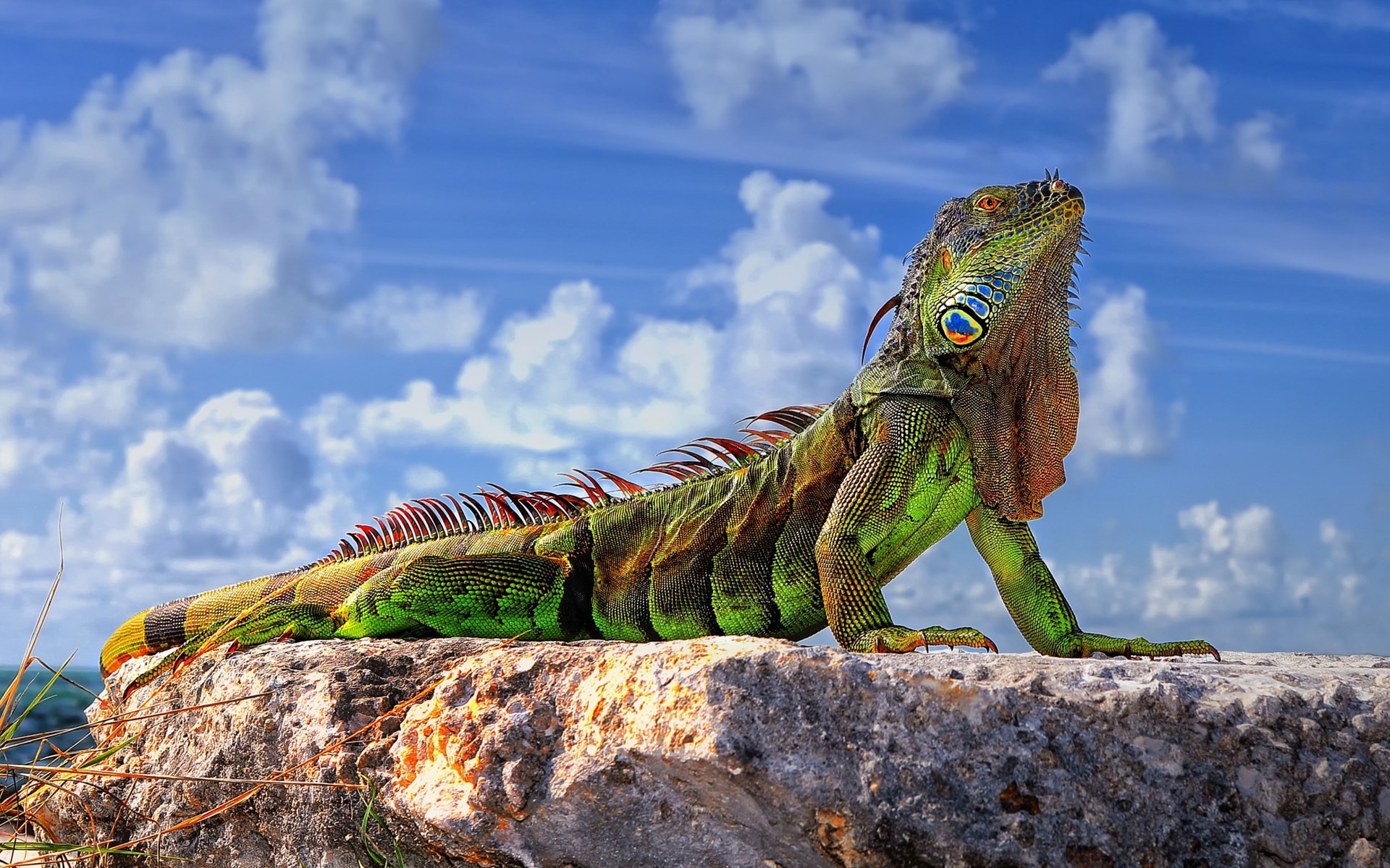 reptiles y ranas gazoo lagarto naturaleza al aire libre cielo monstruo dinosaurio animal tropical vida silvestre dragón viajes salvaje prehistórico color iguana