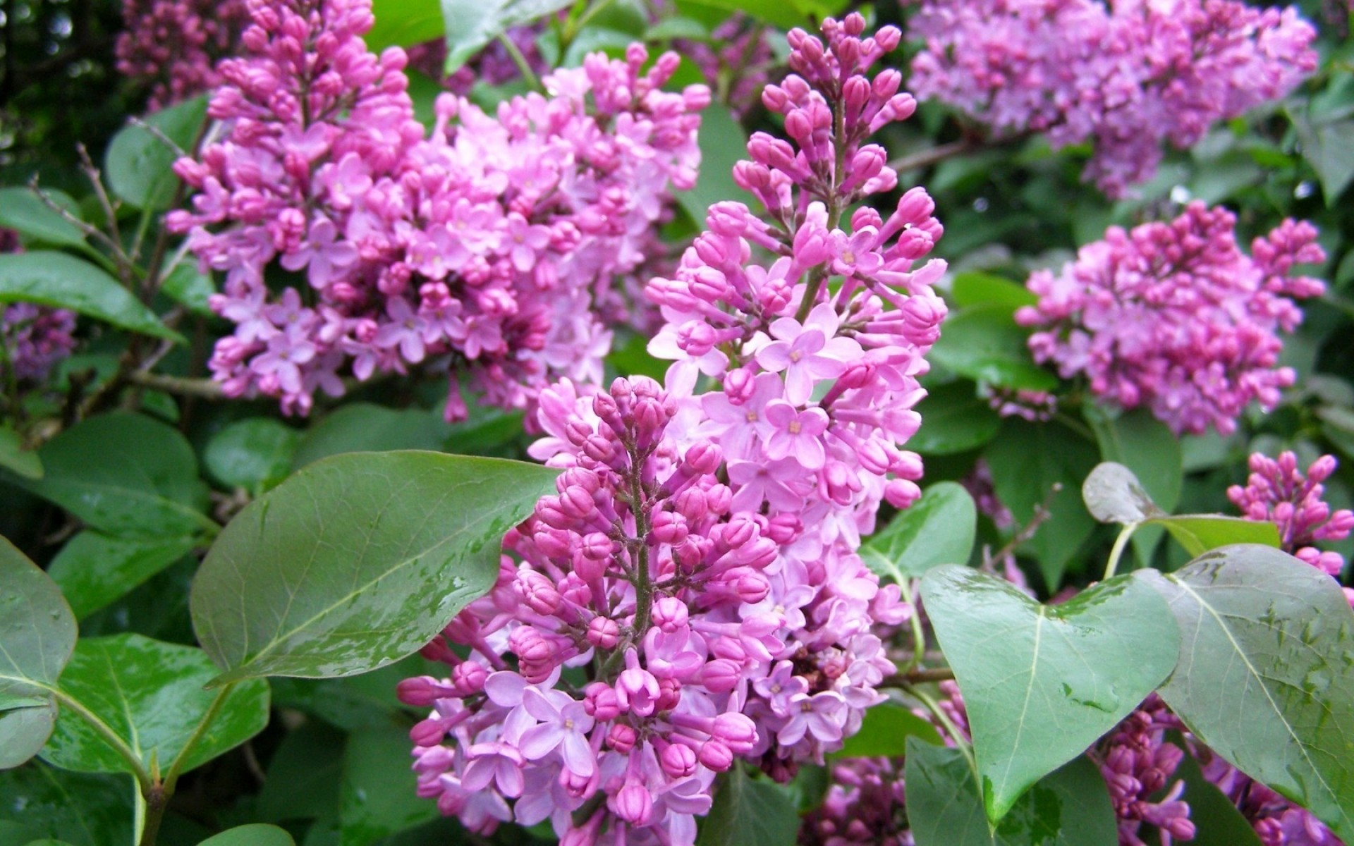 çiçekler çiçek flora doğa bahçe yaprak çiçeklenme taçyaprağı çiçek çalı yaz sezon renk violet büyüme lavanta açık havada ağaç park güzel leylak mor leylak