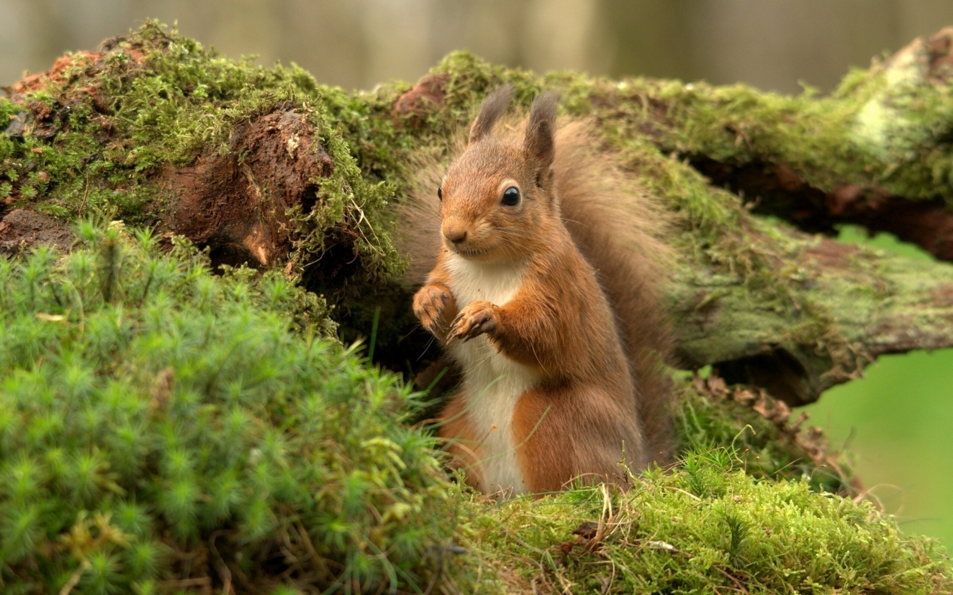 animaux nature mignon sauvage mammifère herbe à l extérieur bois écureuil la faune bois parc peu fourrure rongeur animal noix