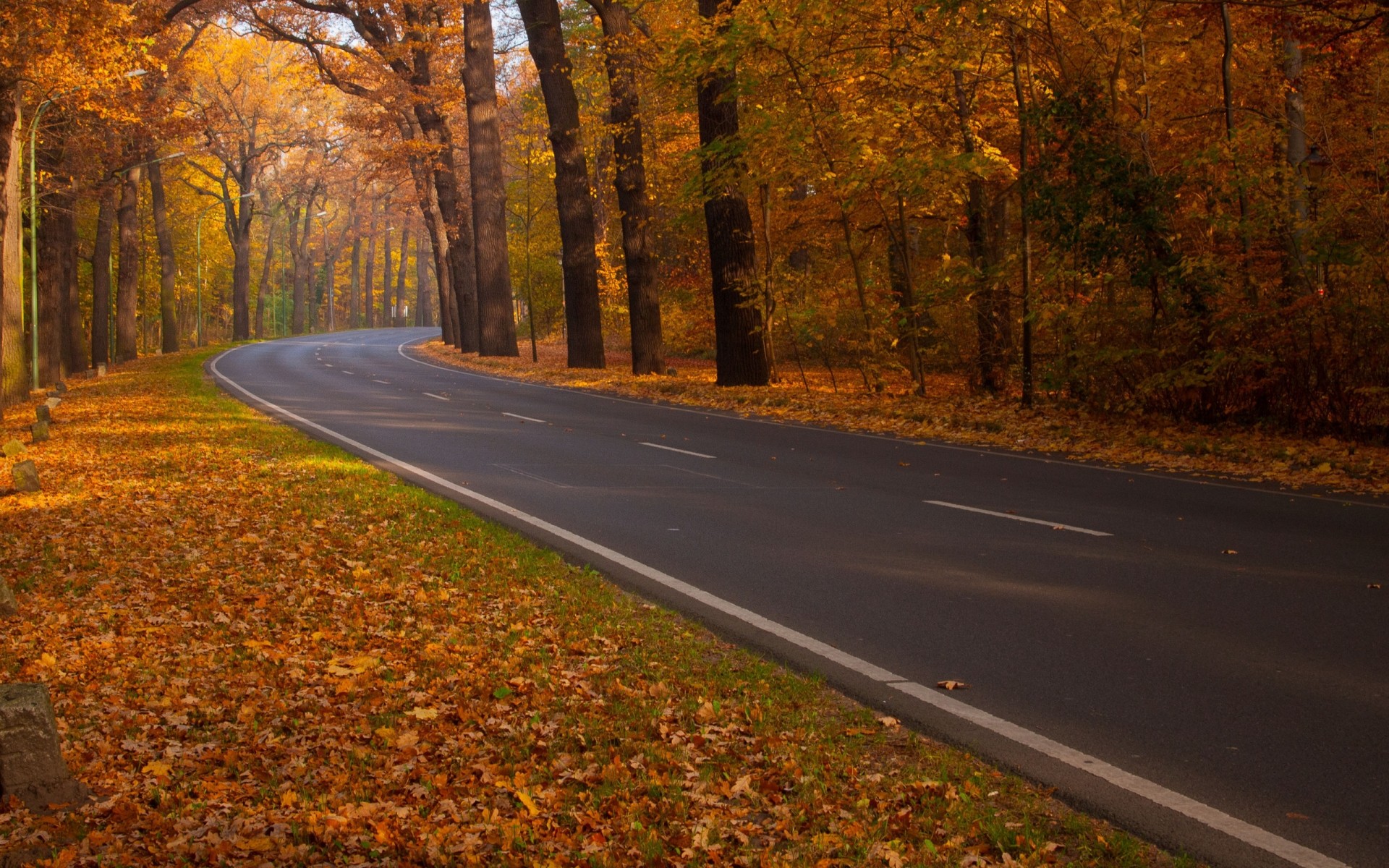 autunno autunno strada albero foglia guida paesaggio legno parco scenic alba acero all aperto vicolo luce del giorno foglie singolo paesaggio