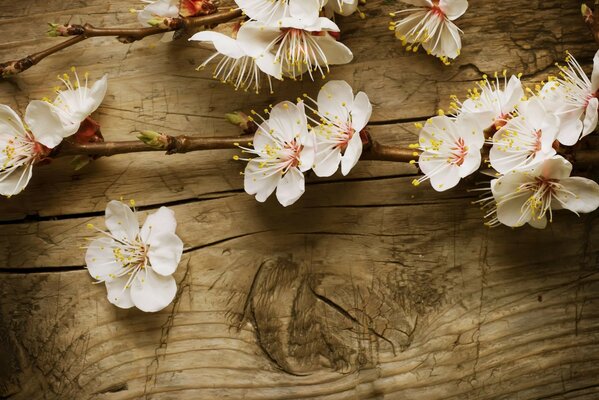 Sul tavolo un ramoscello con fiori per la decorazione