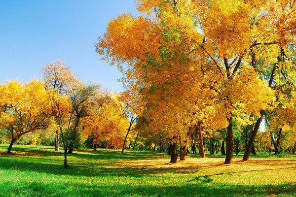 Jesienny park z żółtymi liśćmi