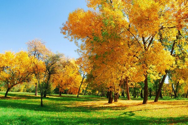 秋天的公园与黄叶
