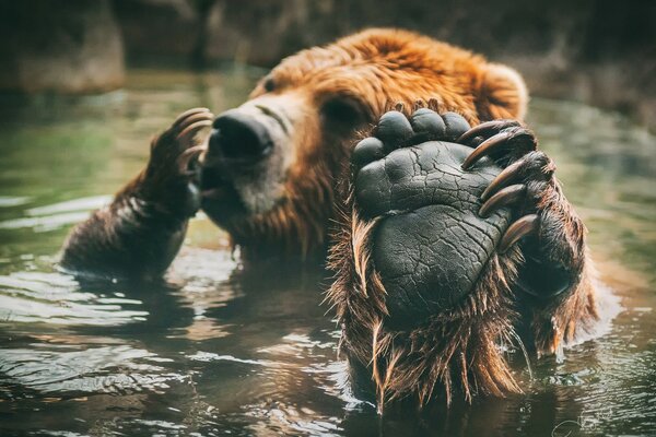 Oso rascándose el talón por el agua