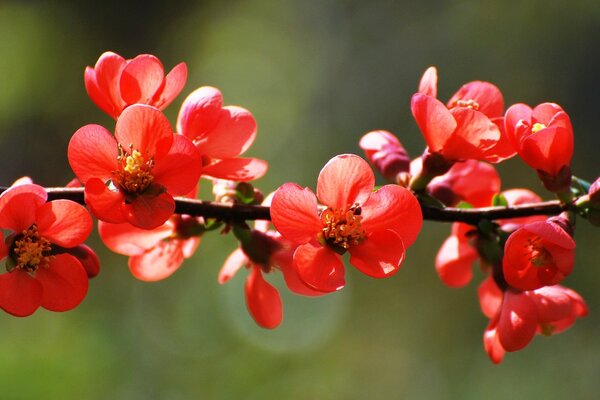 Arbustos de soda-Berry em flor