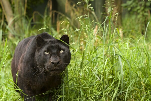 Schwarzer Panther kommt vor die Kamera